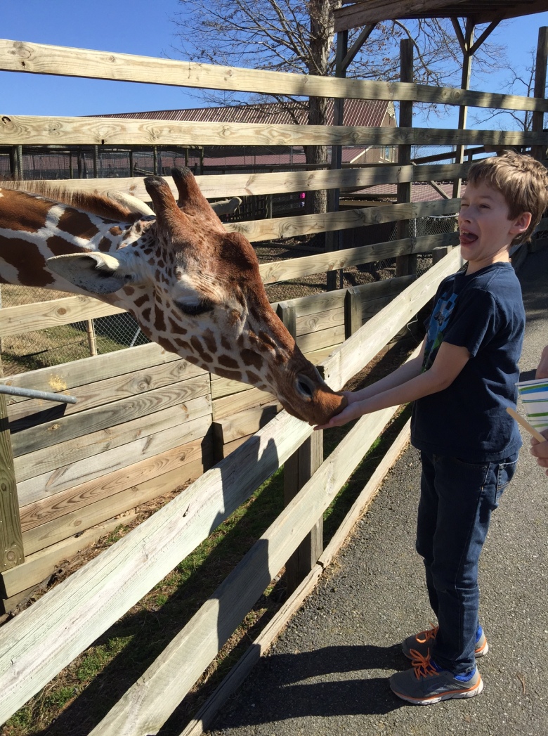 feed giraffes metro richmond zoo